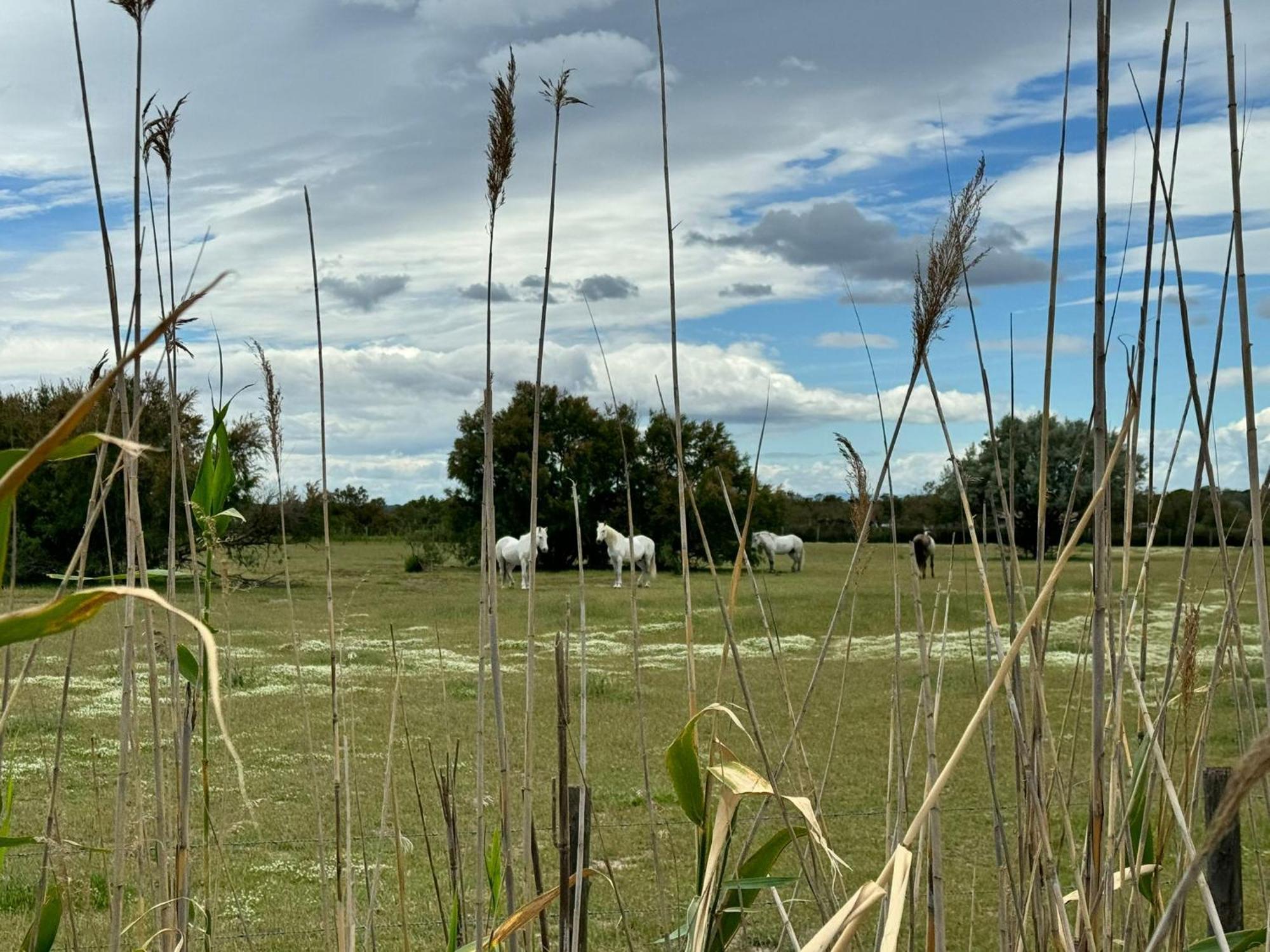 Le Mazet Sooksabai, Confort, Charme Et Decouverte En Petite Camargue Saint-Laurent-dʼAigouze Exteriér fotografie